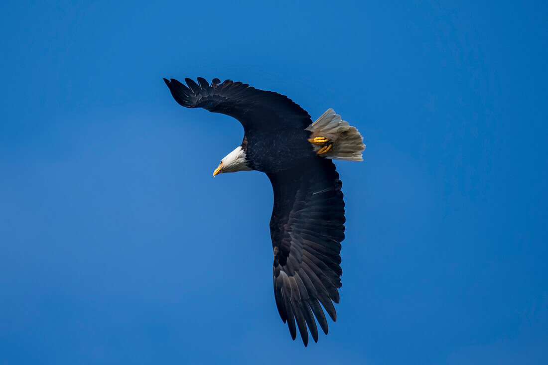 Mächtiger Weißkopfseeadler (Haliaeetus leucocephalus) im Flug in einem strahlend blauen Himmel,Kalaloch,Washington,Vereinigte Staaten von Amerika