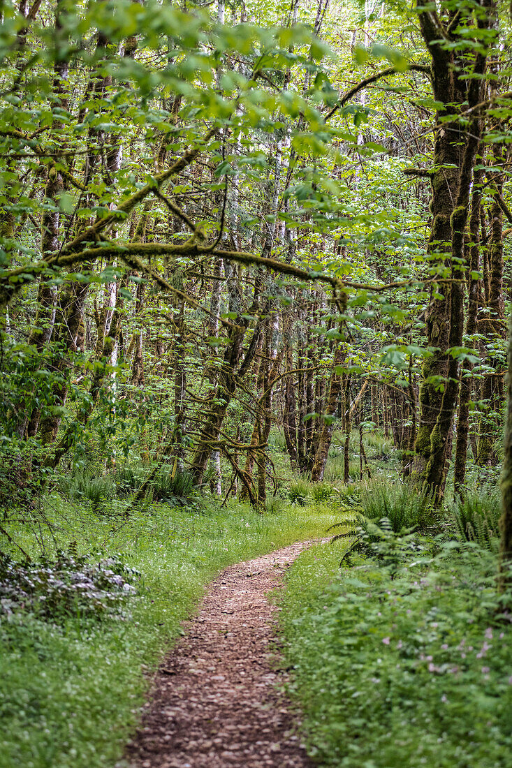 Walking path through spring growth in a park area in Millersylvania State Park in Western Washington,USA,Washington,United States of America