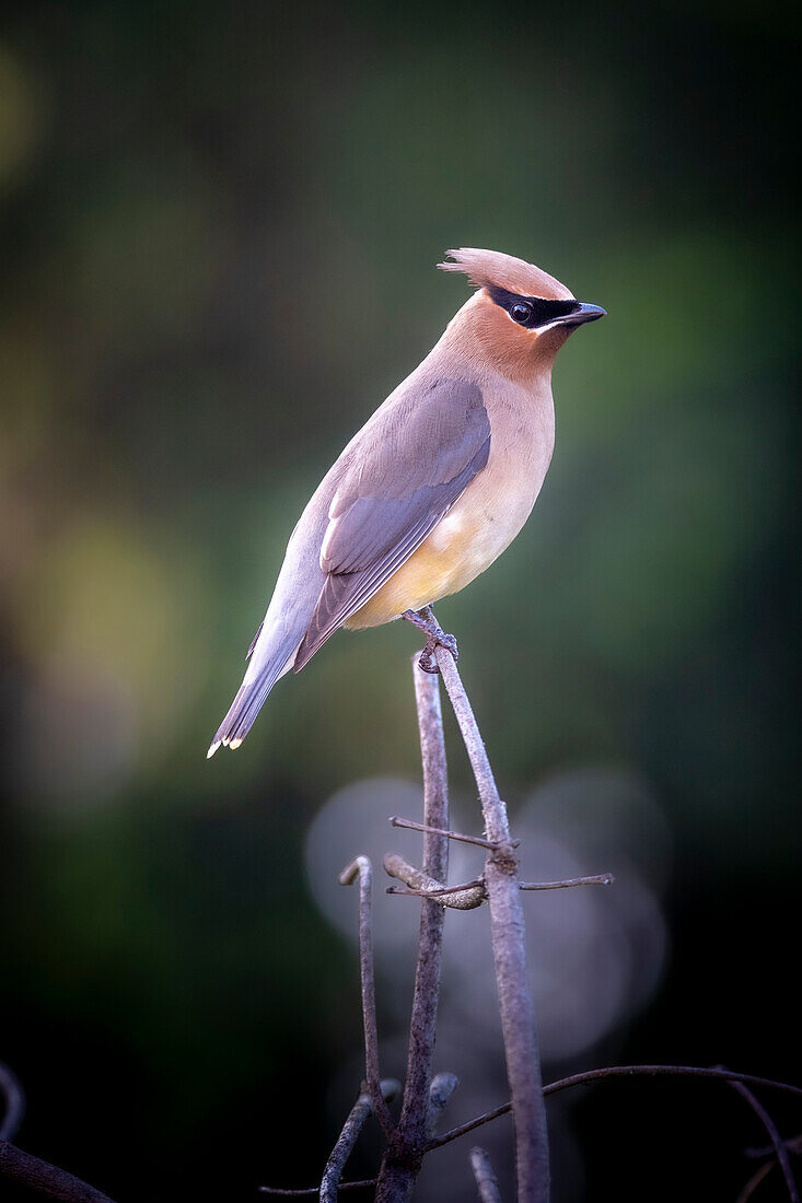 Nahaufnahme eines weiblichen böhmischen Seidenschwanzes (Bombycilla garrulus) auf einem Zweig sitzend,Olympia,Washington,Vereinigte Staaten von Amerika