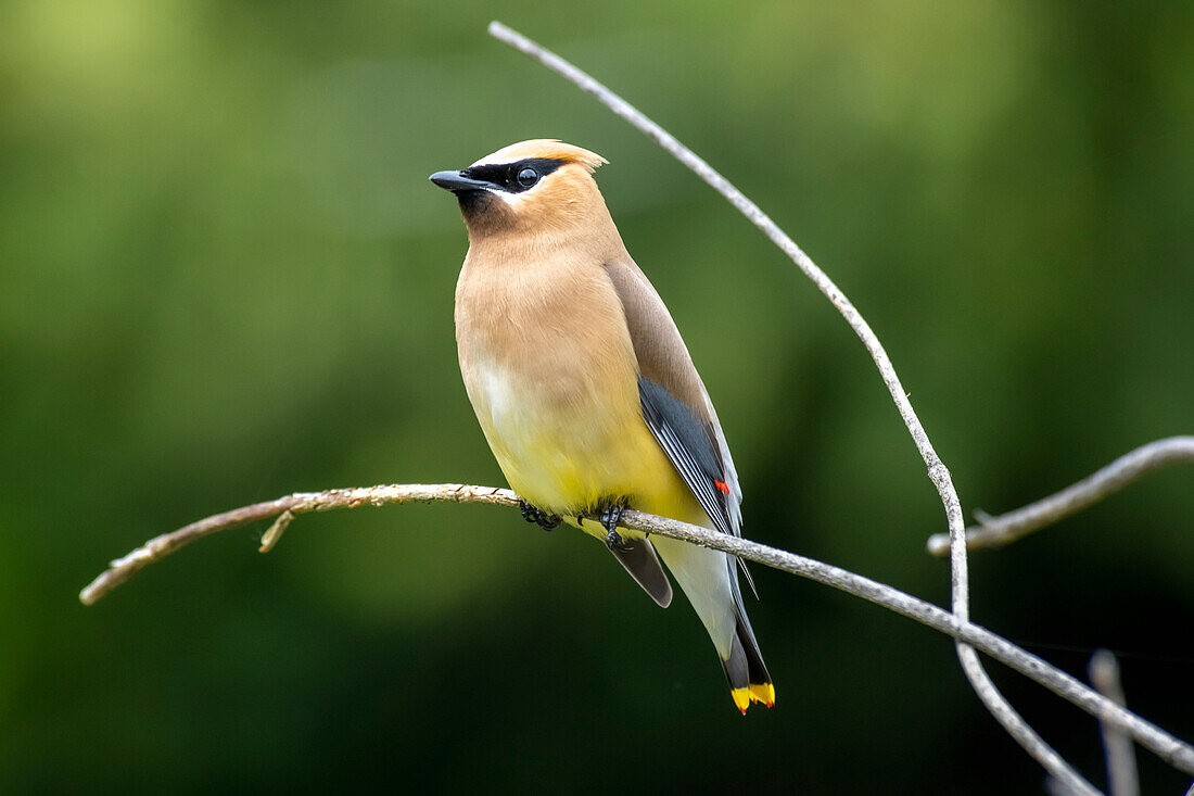 Nahaufnahme eines stolzen männlichen böhmischen Seidenschwanzes (Bombycilla garrulus), der auf einem Zweig sitzt, Olympia, Washington, Vereinigte Staaten von Amerika