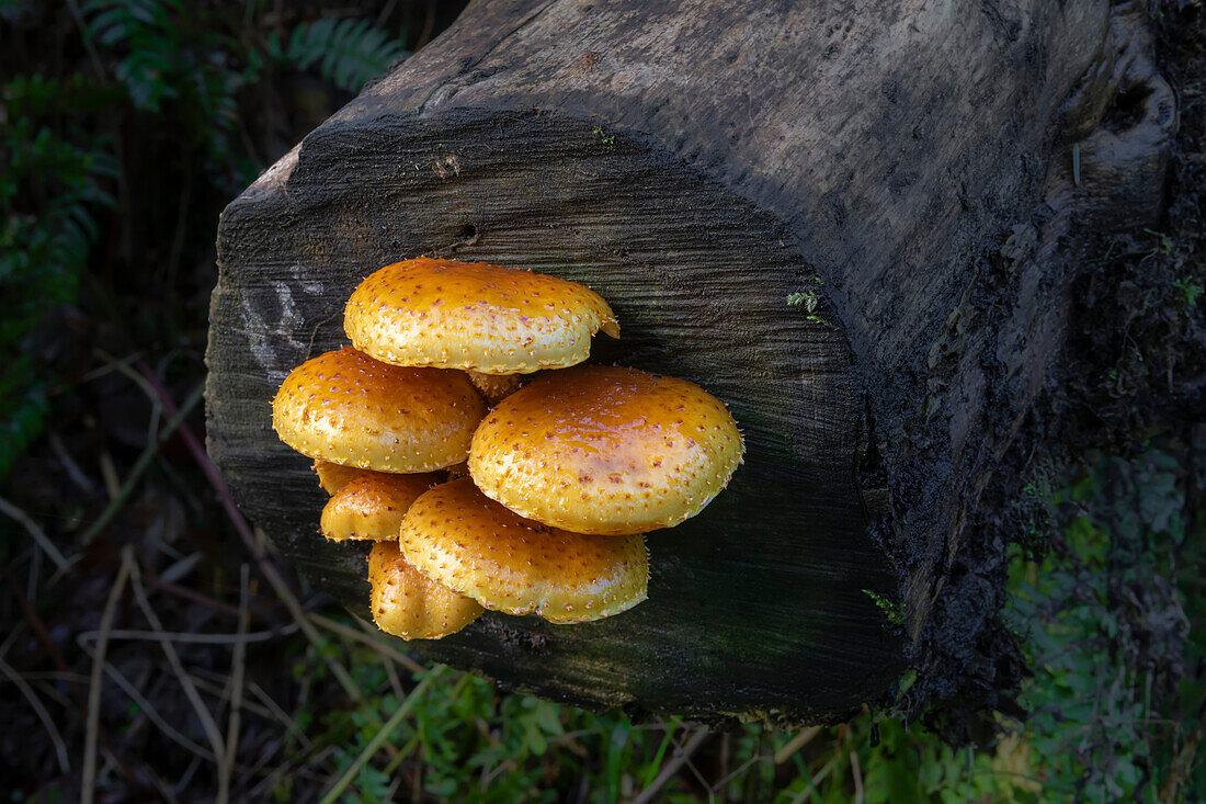 Pilze, die am Ende eines Baumstamms im Regenwald im Südwesten Washingtons wachsen, Ilwaco, Washington, Vereinigte Staaten von Amerika