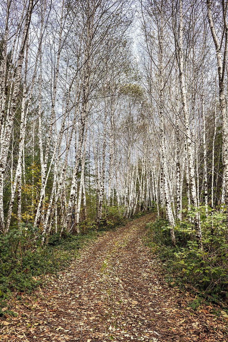 Mit Birken gesäumter und mit Laub bedeckter Feldweg im Olympic National Forest, Aberdeen Gardens, Washington, Vereinigte Staaten von Amerika