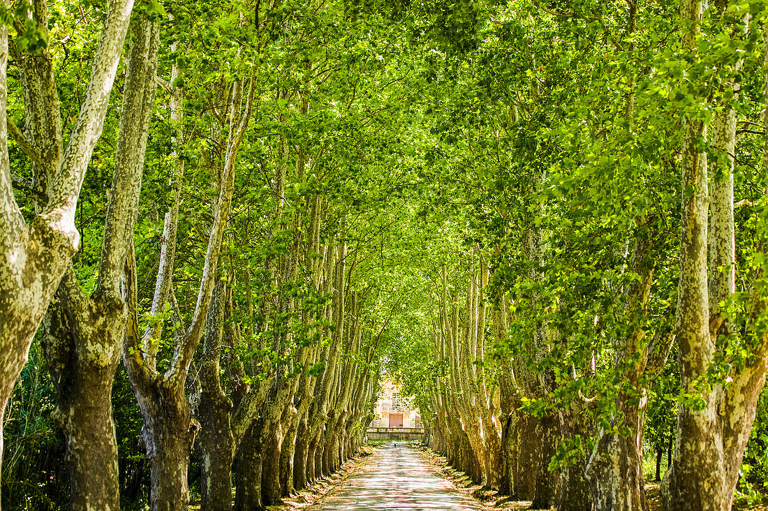 Alley of trees leading up to a house in Aix en Provence of France,Aix en Provence,Cote d'Azure,France