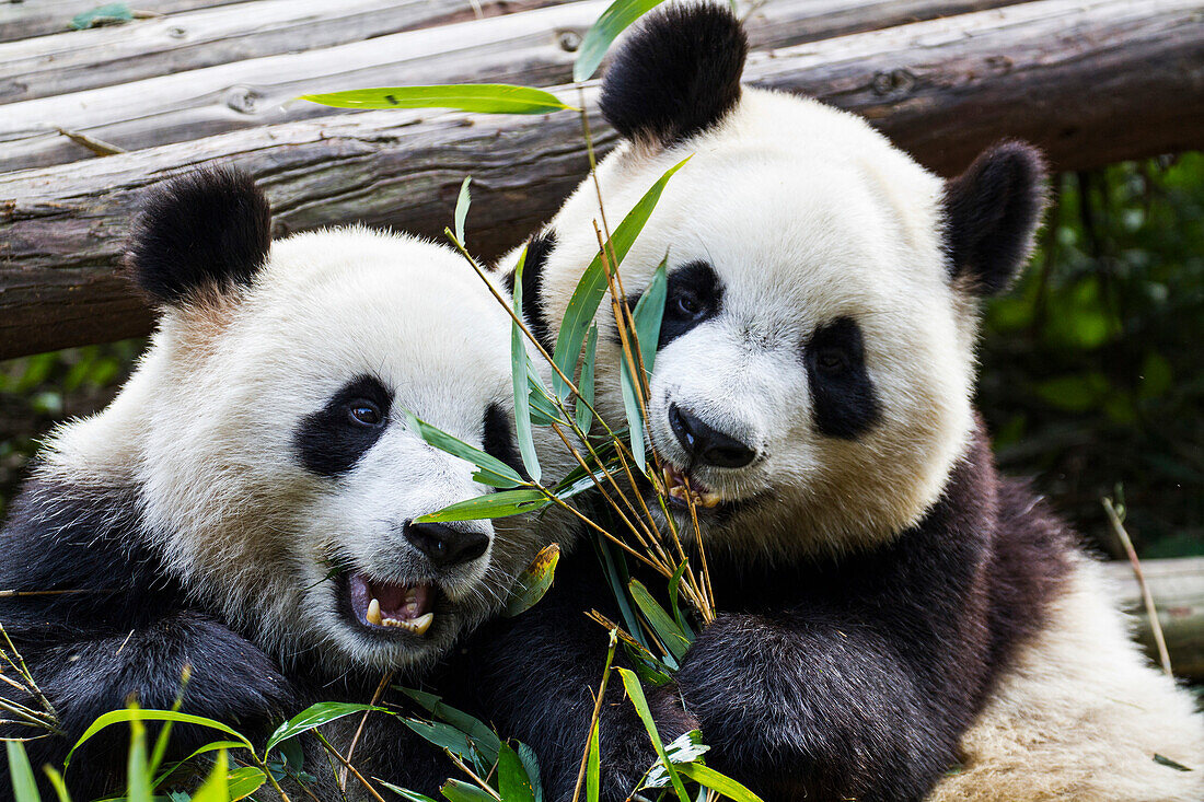 Zwei Große Pandas (Ailuropoda melanoleuca) im Panda Research Center, Chengdu, China