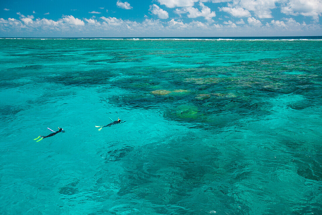 Taucher erkunden das wunderschöne Great Barrier Reef vor Port Douglas in Australien, Queensland, Australien