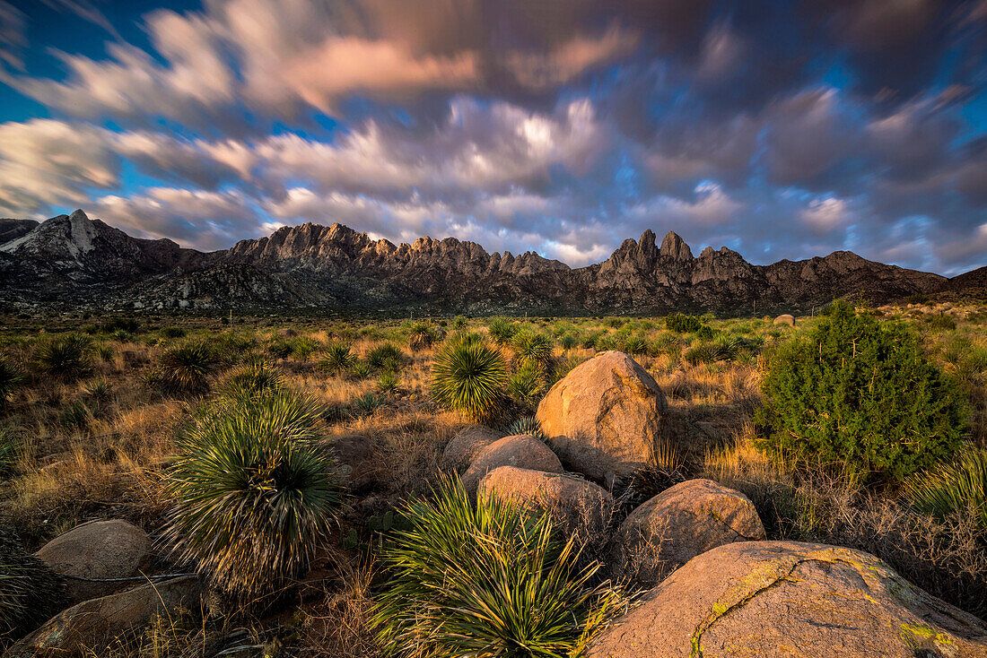 Soaptree-Yuccas (Yucca elata) saugen das Morgenlicht im Organ Mountains-Desert Peaks National Monument,USA,New Mexico,Vereinigte Staaten von Amerika auf