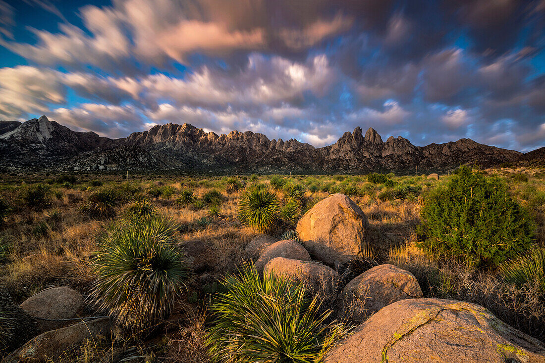 Soaptree yuccas (Yucca elata) soak up morning light in Organ Mountains-Desert Peaks National Monument,USA,New Mexico,United States of America