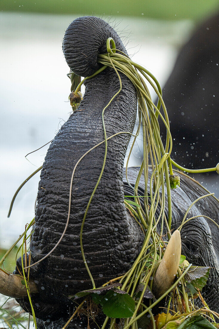 Close-up view of the trunk and tusks of an African bush elephant (Loxodonta africana) in the water lifting river grass in Chobe National Park,Chobe,North-West,Botswana