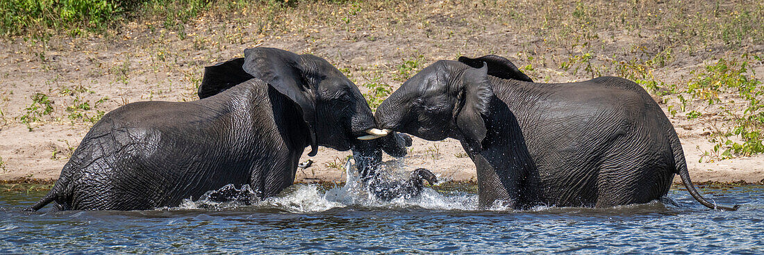 Panorama von afrikanischen Buschelefanten (Loxodonta africana), die im Wasser stehen und mit ihren Rüsseln und Stoßzähnen kämpfen, im Chobe-Nationalpark, Chobe, Nordwesten, Botswana