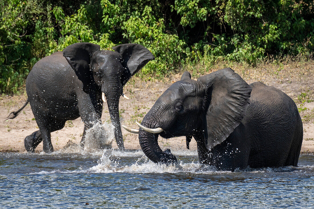 Panorama von afrikanischen Buschelefanten (Loxodonta africana), die im Wasser stehen und mit ihren Rüsseln und Stoßzähnen miteinander spielen, von Angesicht zu Angesicht, im Chobe-Nationalpark, Chobe, Nordwesten, Botswana