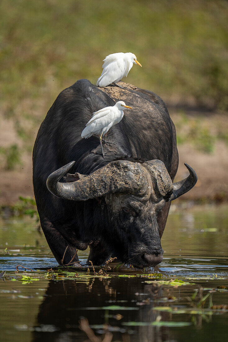 Portrait of a Cape Buffalo (Syncerus caffer) drinking from river carrying two cattle egrets (Bubulcus ibis) on its back in Chobe National Park,Chobe,Botswana