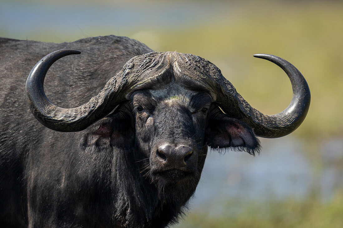 Nahaufnahme eines Kap-Büffels (Syncerus caffer), stehend, in die Kamera blickend im Chobe-Nationalpark, Chobe, Botswana