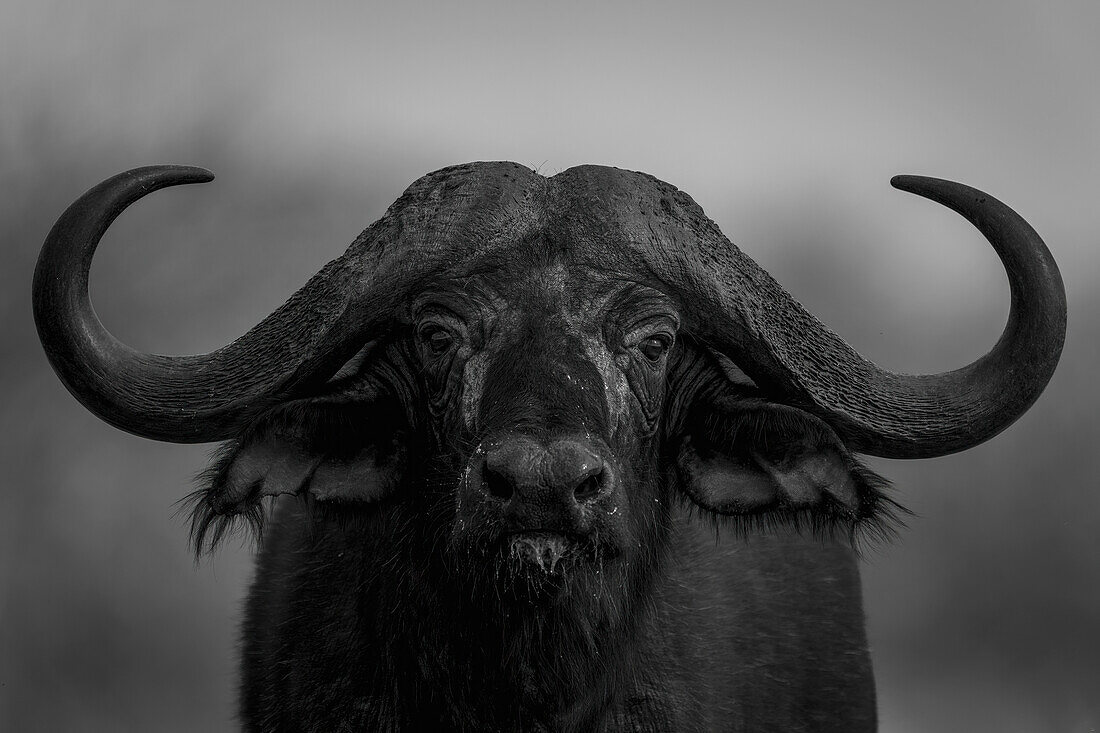 Mono,close-up portrait of a Cape Buffalo (Syncerus caffer) standing,eyeing camera in Segera,Segera,Laikipia,Kenya