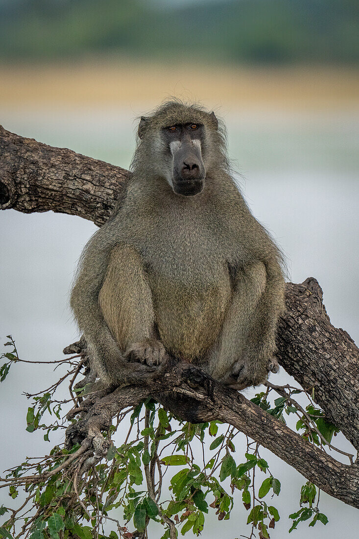 Nahaufnahme eines Chacma-Pavians (Papio ursinus) auf einem Ast an einem Flussufer im Chobe-Nationalpark, Chobe, Nordwesten, Botsuana