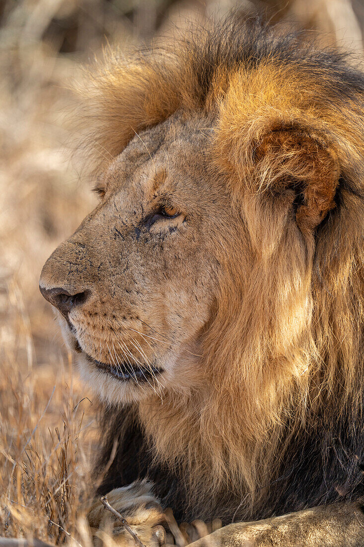 Nahaufnahme eines männlichen Löwen (Panthera leo), liegend, nach links blickend, Laikipia, Kenia