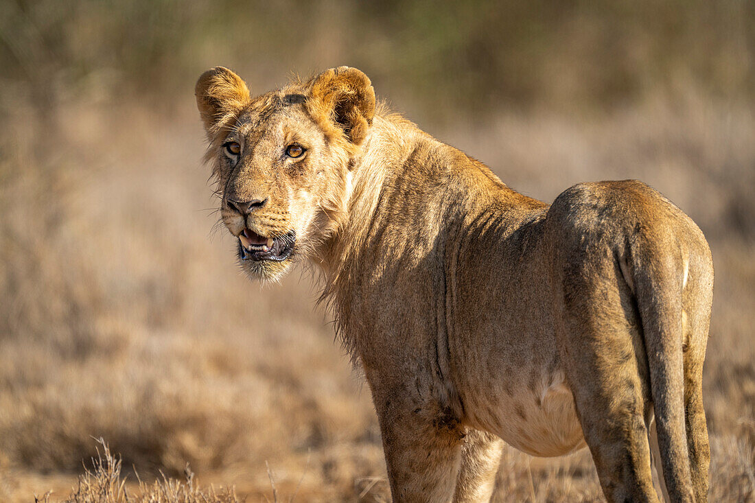 Nahaufnahme eines jungen, männlichen Löwen (Panthera leo), der in der Savanne steht und den Kopf dreht, Laikipia, Kenia