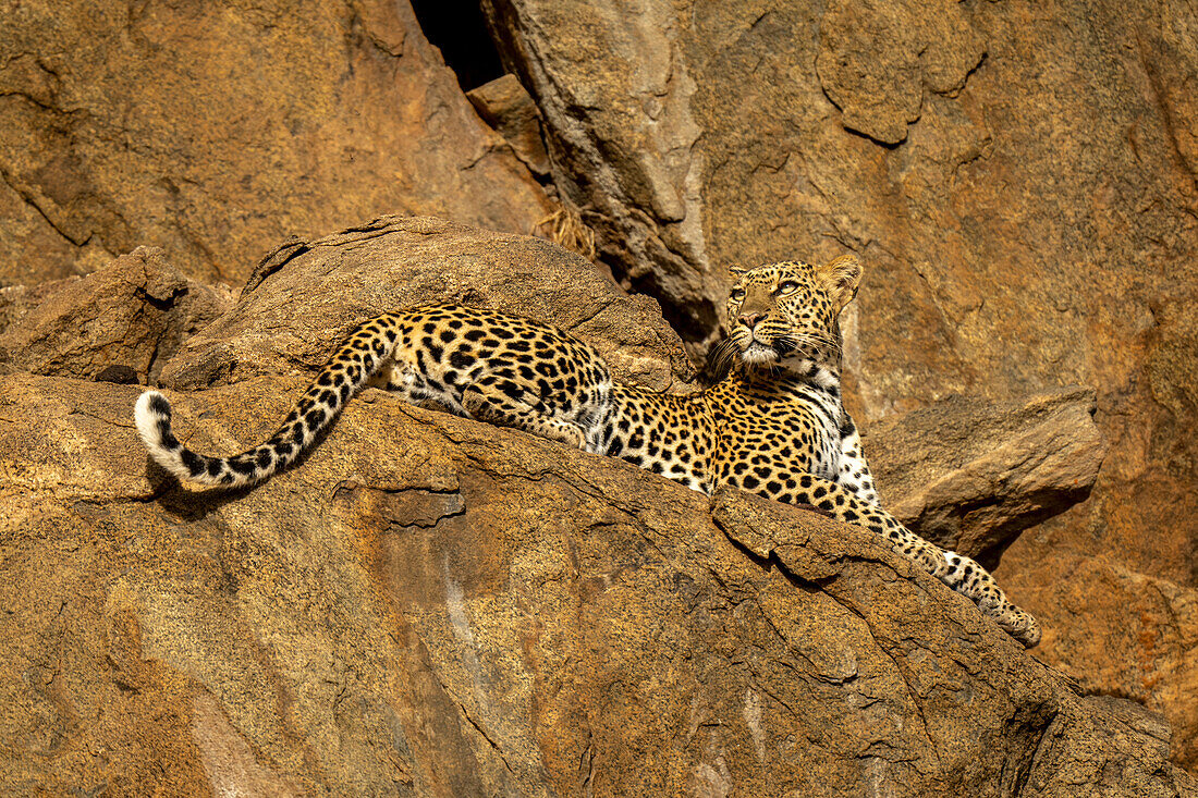Leopard (Panthera pardus) lying down on rock ledge,looking up,Laikipia,Kenya