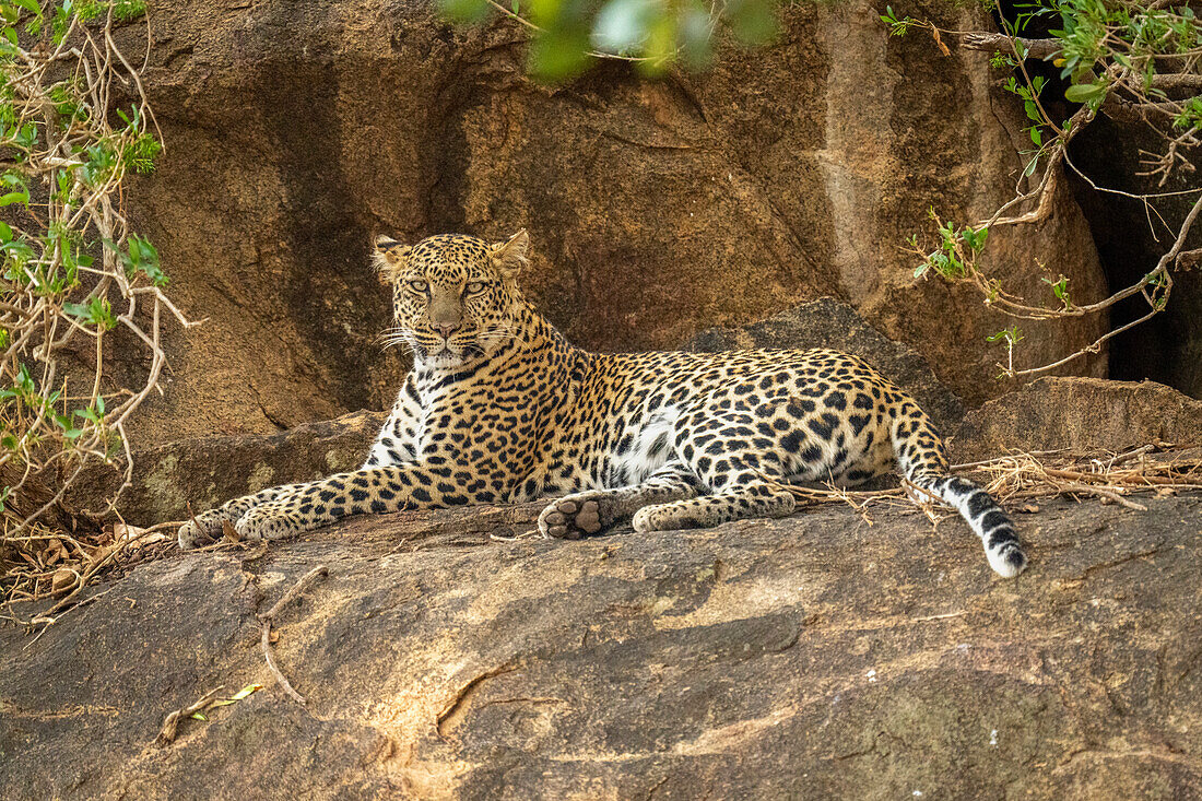 Leopard (Panthera pardus) liegt auf einem von Ästen umgebenen Felsen,Kenia