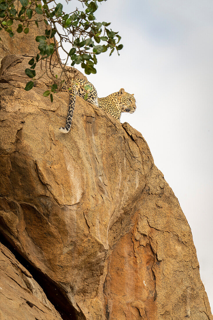 Leopard (Panthera pardus) lies on rock surrounded by branches,Kenya