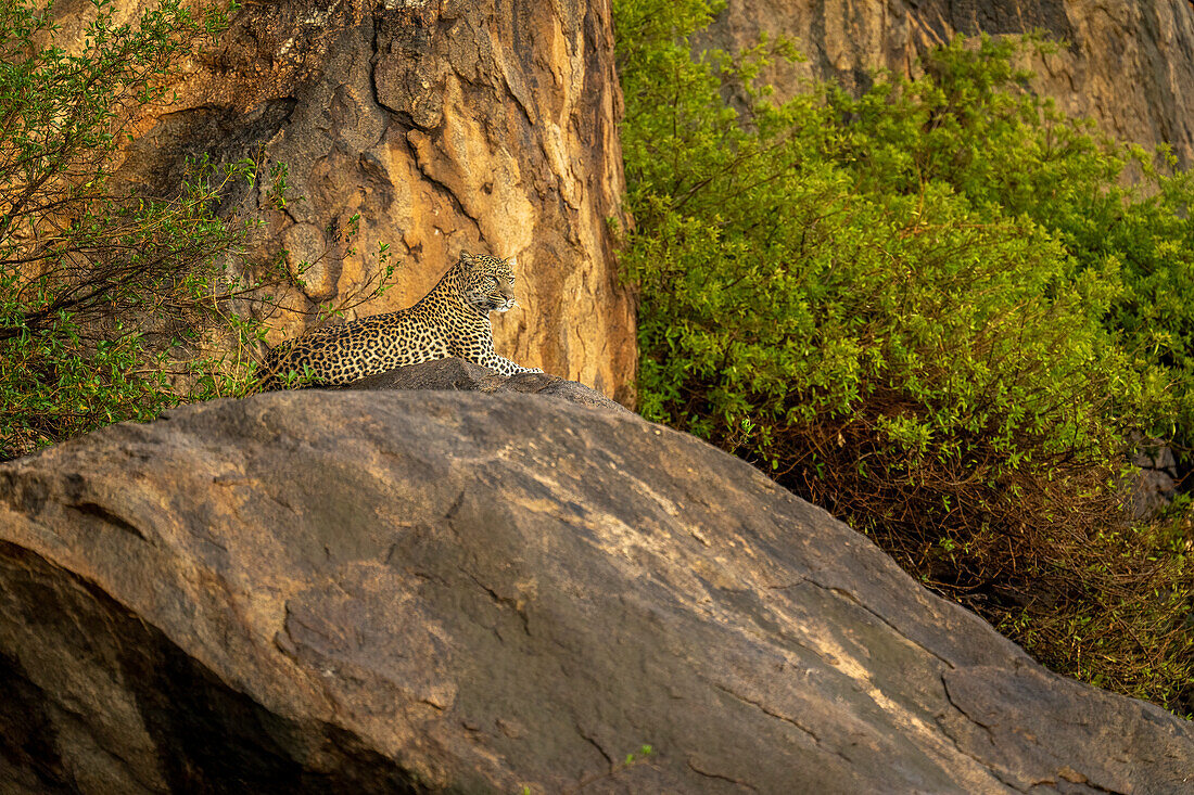 Leopard (Panthera pardus) lies on rocky outcrop looking ahead,Kenya