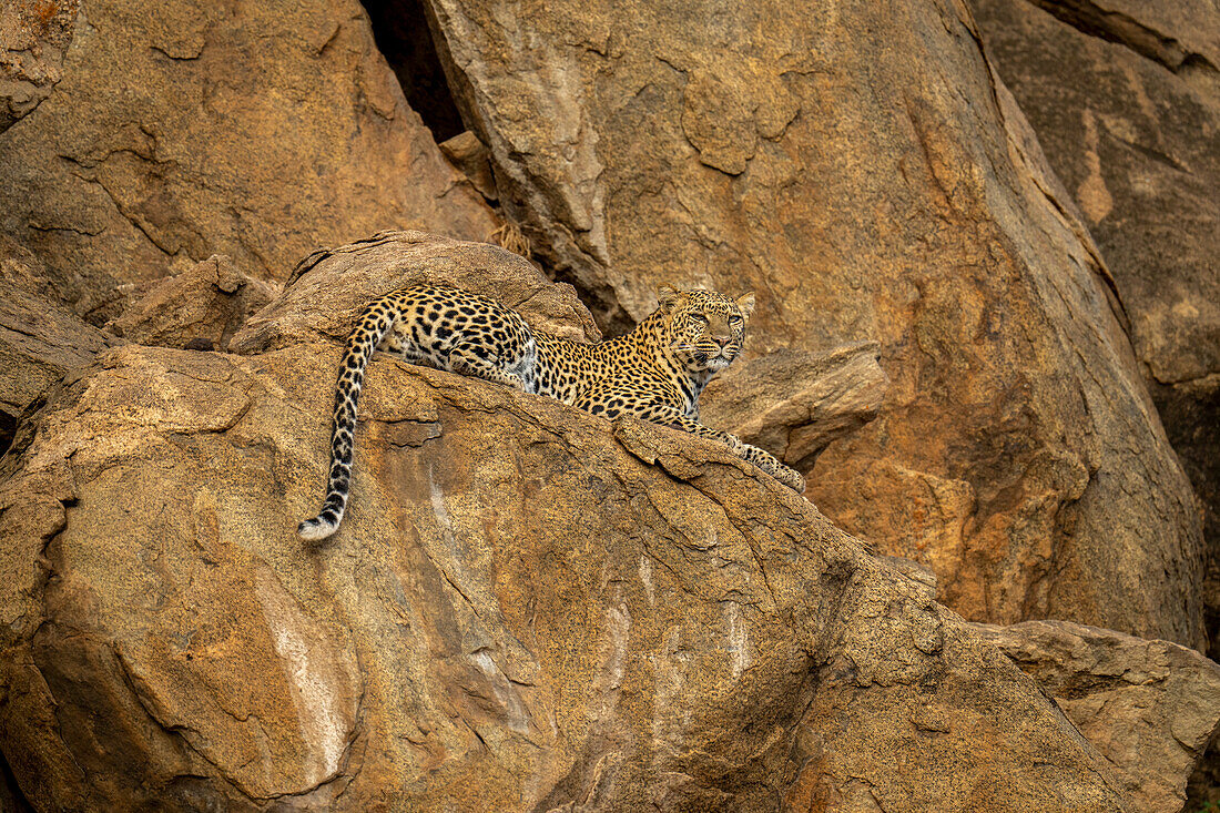Leopard (Panthera pardus) lying on rocky ledge gazing down,Kenya