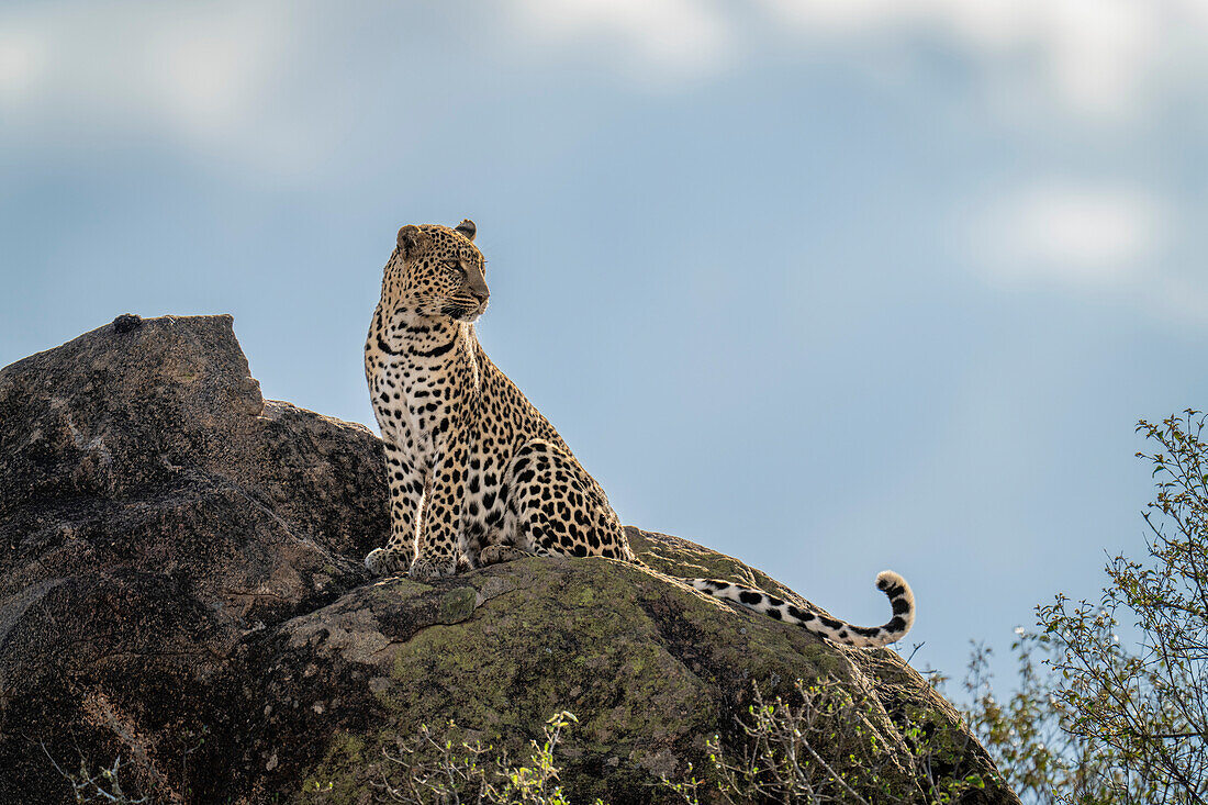 Leopard (Panthera pardus) sits on sunlit rock turning head,Kenya