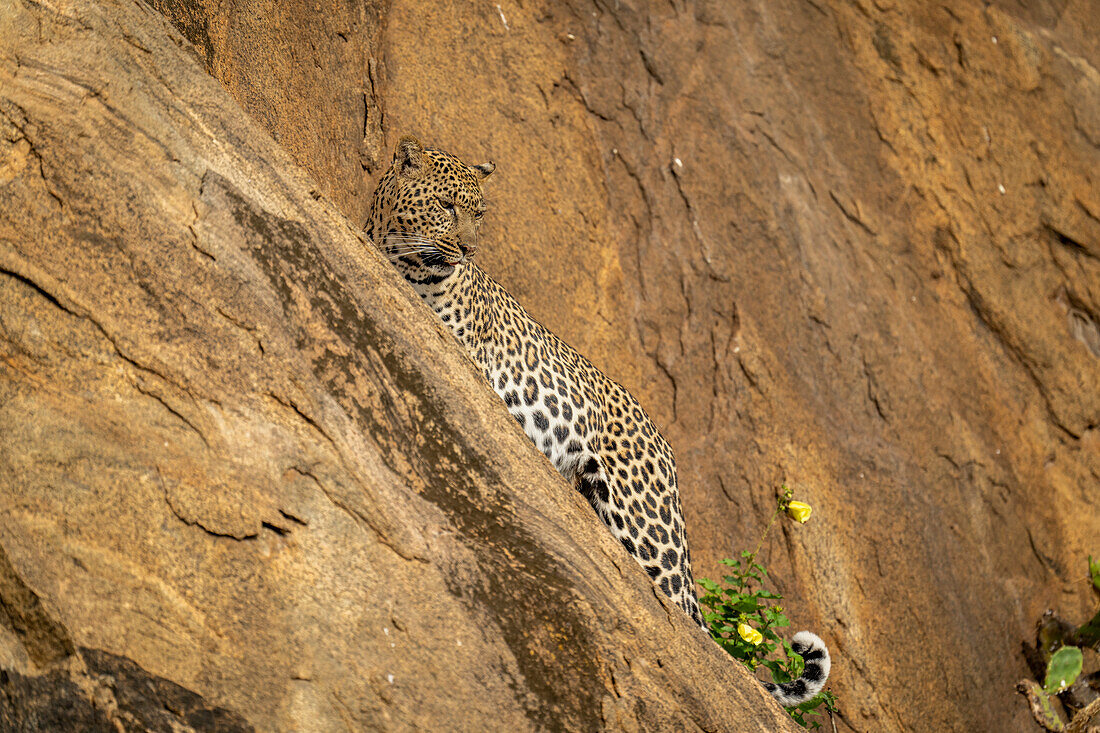 Leopard (Panthera pardus) stands on cliff path looking down,Kenya