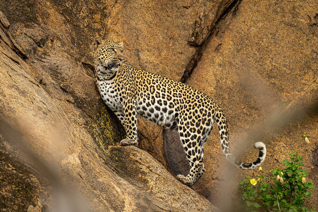 Leopard (Panthera pardus) steht auf steilem Felsvorsprung und schaut zurück,Laikipia,Kenia