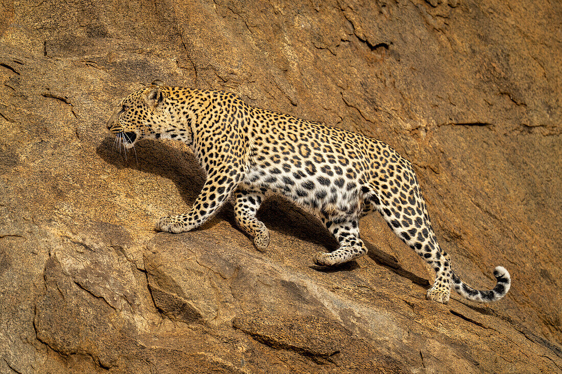 Leopard (Panthera pardus), der im Sonnenschein über eine schräge Felswand läuft, Laikipia, Kenia