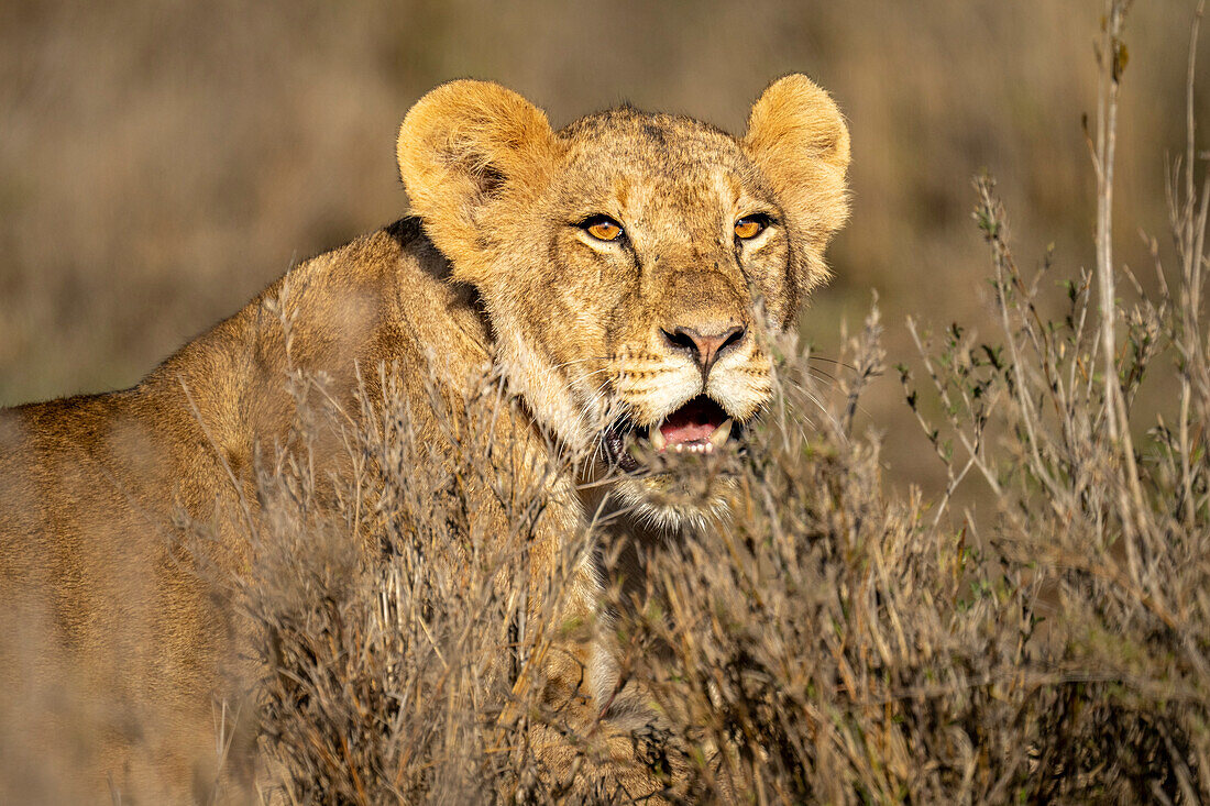 Nahaufnahme einer Löwin (Panthera leo), die im Gras liegt und im Sonnenschein über Büsche hinwegschaut,Laikipia,Kenia