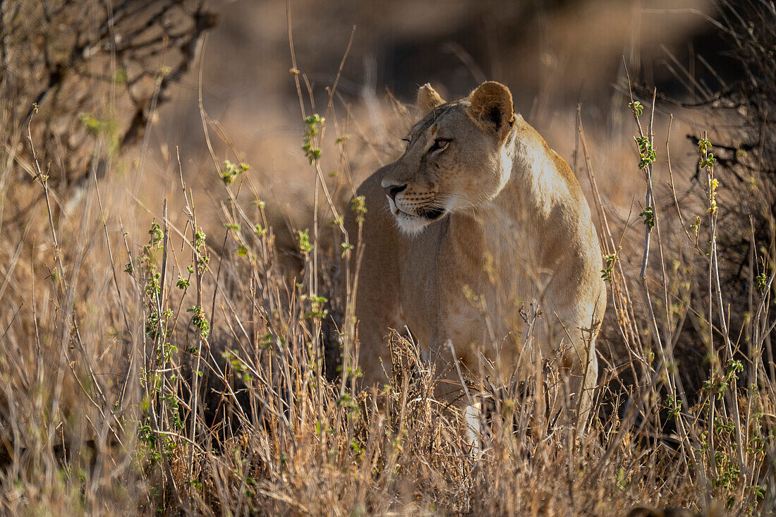 Porträt einer Löwin (Panthera leo), die im dichten Gebüsch steht, den Kopf dreht und in die Ferne schaut, Laikipia, Kenia