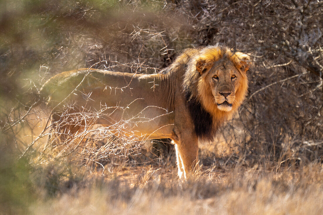 Portrait of a male lion (Panthera leo) standing among bushes,looking mournful at the camera,Laikipia,Kenya