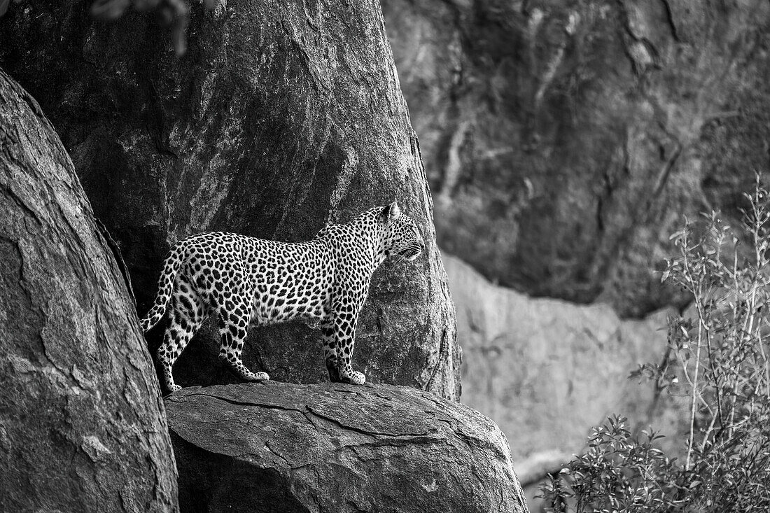 Leopard (Panthera pardus) steht auf einem Felsvorsprung und schaut in die Ferne, Laikipia, Kenia