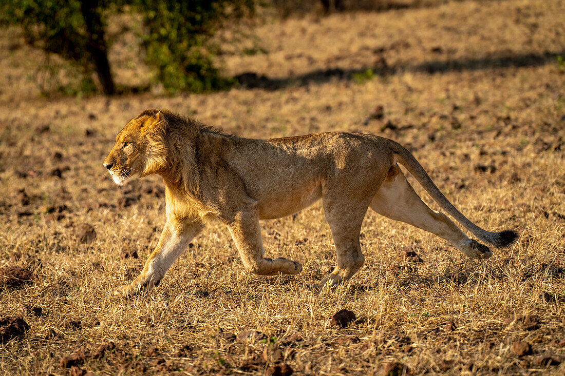 Junger, männlicher Löwe (Panthera leo) läuft in der Savanne, von rechts nach links, im Chobe-Nationalpark, Chobe, Botswana