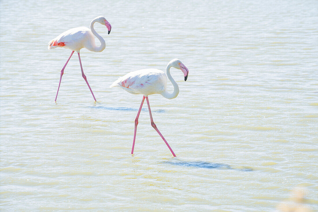 Flamingos watend im flachen Wasser, bearbeitet mit High-Key-Licht, Sainte Marie de la Mer, Frankreich