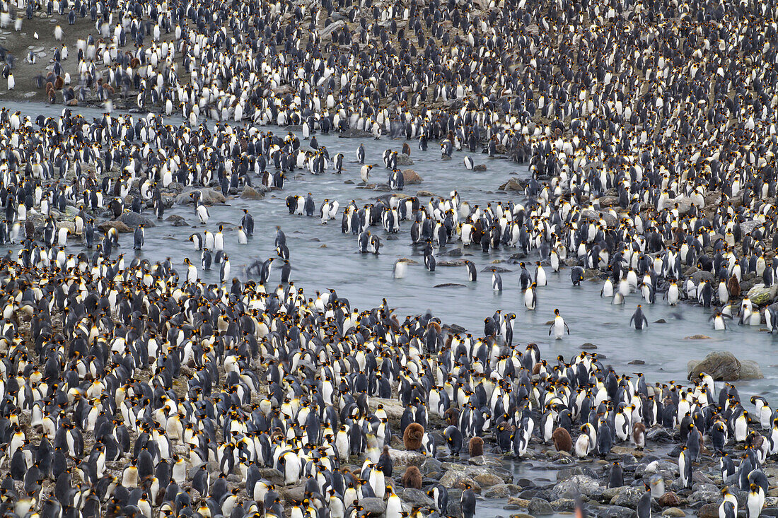 King penguins (Aptenodytes patagonicus) at St. Andrews Bay on South Georgia Island,South Georgia Island