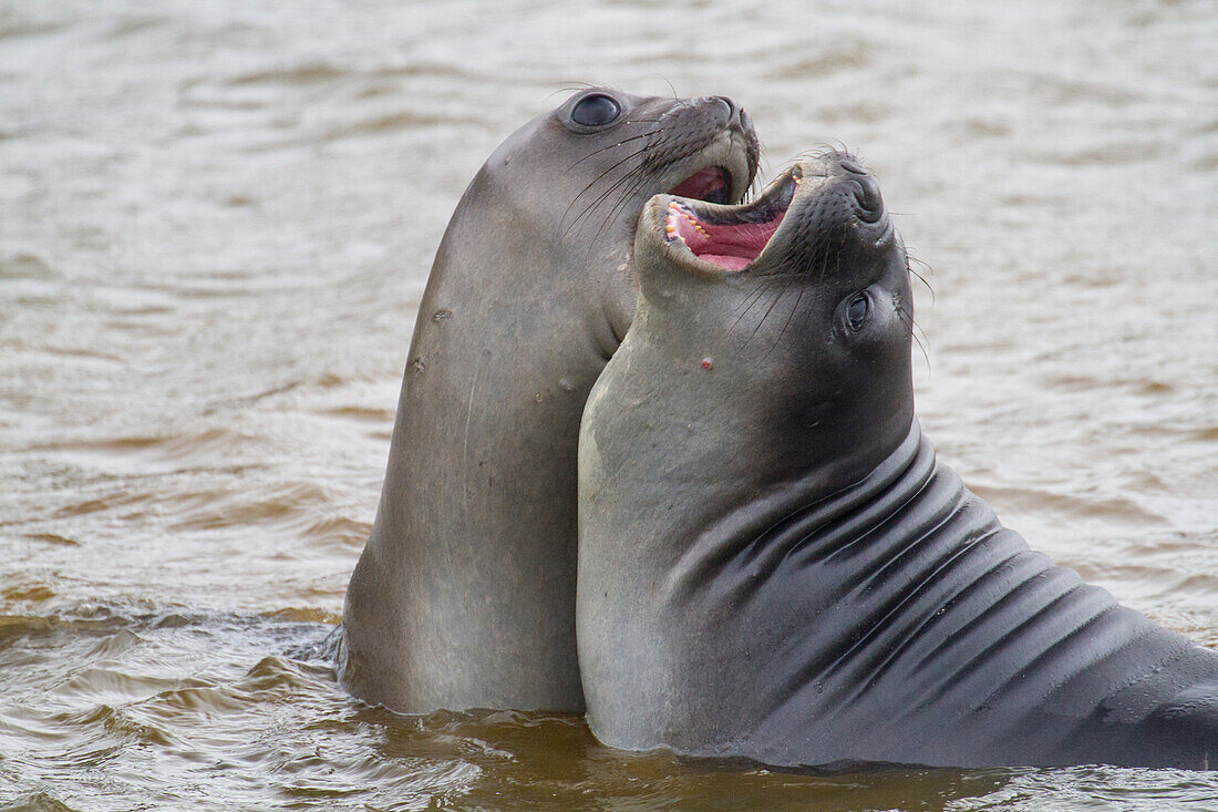 Young elephant seals (Mirounga leonina) playing at Peggotty Bluff on King Haakon Bay,South Georgia Island