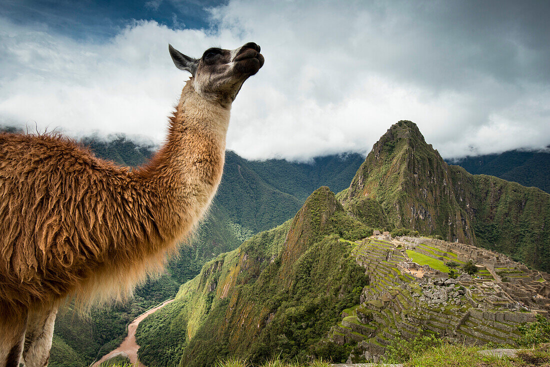 Ein Lama (Lama glama) steht auf einem Berg mit Blick auf Machu Picchu, Peru