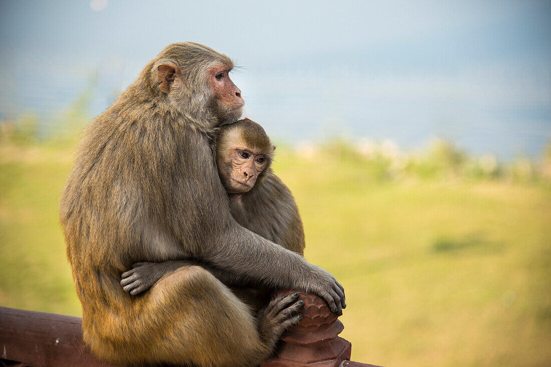 Close-up portrait of two monkeys cuddling at the Taj Mahal,Agra,India