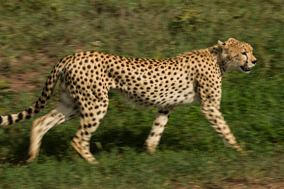 Cheetah (Acinonyx jubatus jubatus) stalking in Serengeti National Park,Tanzania