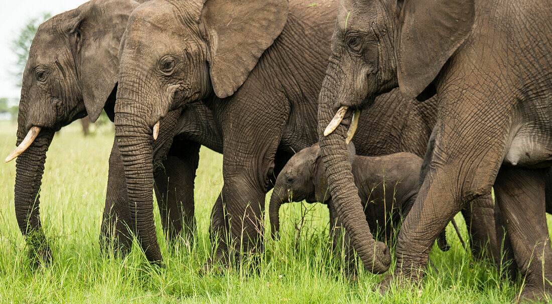 Baby elephant (Loxodonta africana) walks among older ones in Serengeti National Park,Tanzania