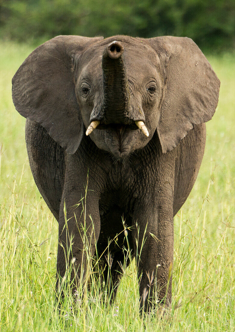 Elefant (Loxodonta africana) hebt seinen Rüssel im Grasland im Serengeti-Nationalpark, Tansania, Tansania