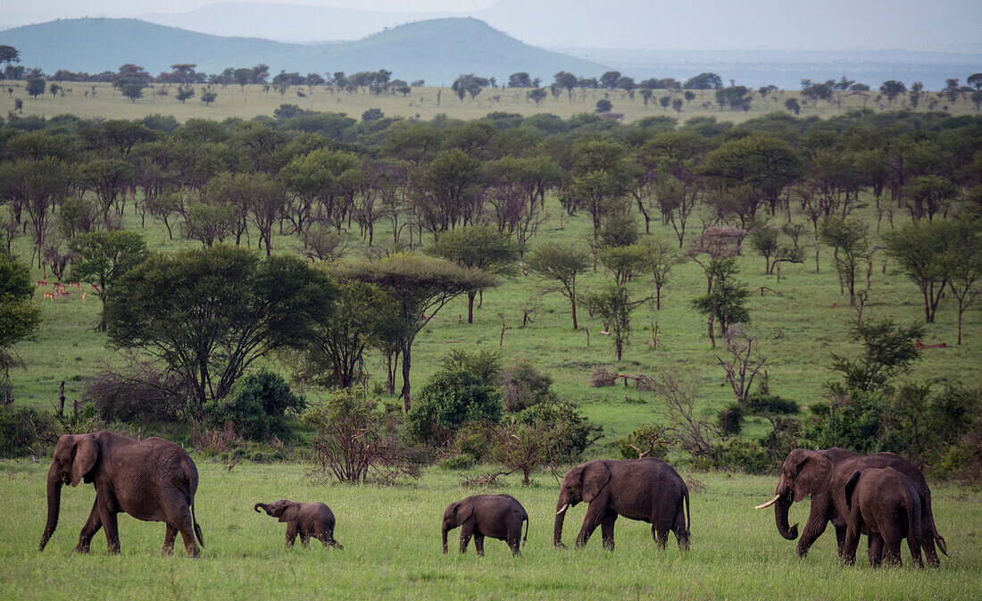 Elefanten (Loxodonta africana) in einer von Bergen umgebenen Ebene im Serengeti-Nationalpark, Tansania