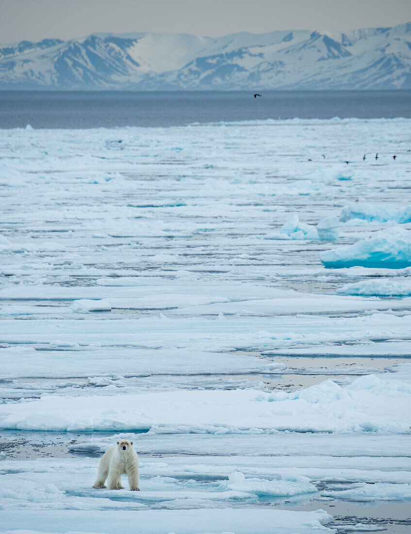 Einsamer Eisbär (Ursus maritimus) durchquert das Packeis auf der Hinlopenstraße, Svalbard, Norwegen
