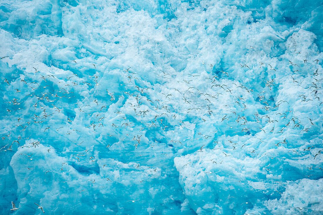 Nahaufnahme von blauem Gletschereis vom Monacobreen-Gletscher mit Vögeln im Flug im Vordergrund, Spitzbergen, Svalbard, Norwegen