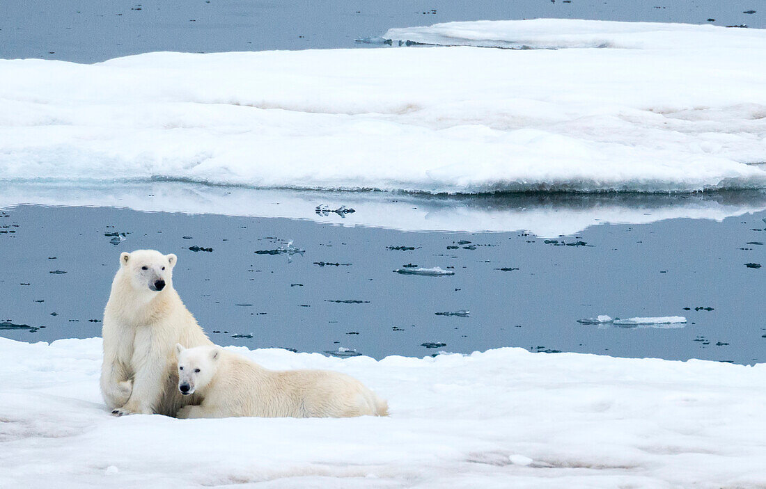 Eisbär (Ursus maritimus) und Jungtier ruhen auf dem Packeis, Storfjord, Spitzbergen, Norwegen