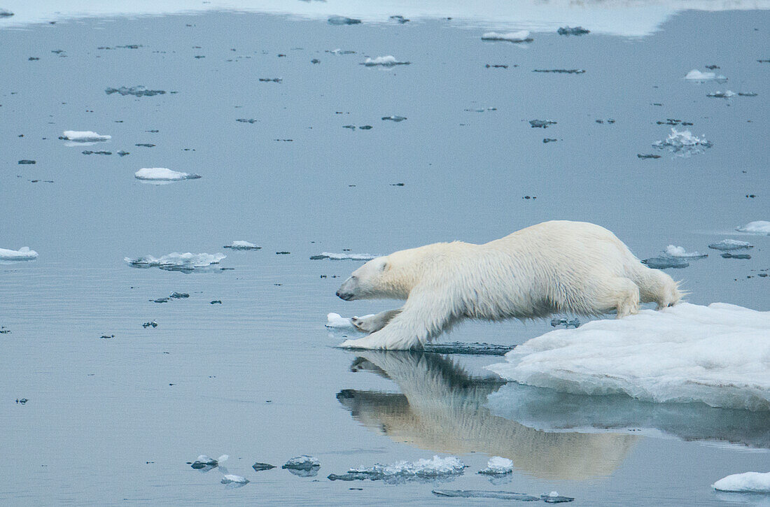 Eisbär (Ursus maritimus) auf Packeis taucht in das kalte arktische Wasser ein, Storfjord, Spitzbergen, Norwegen