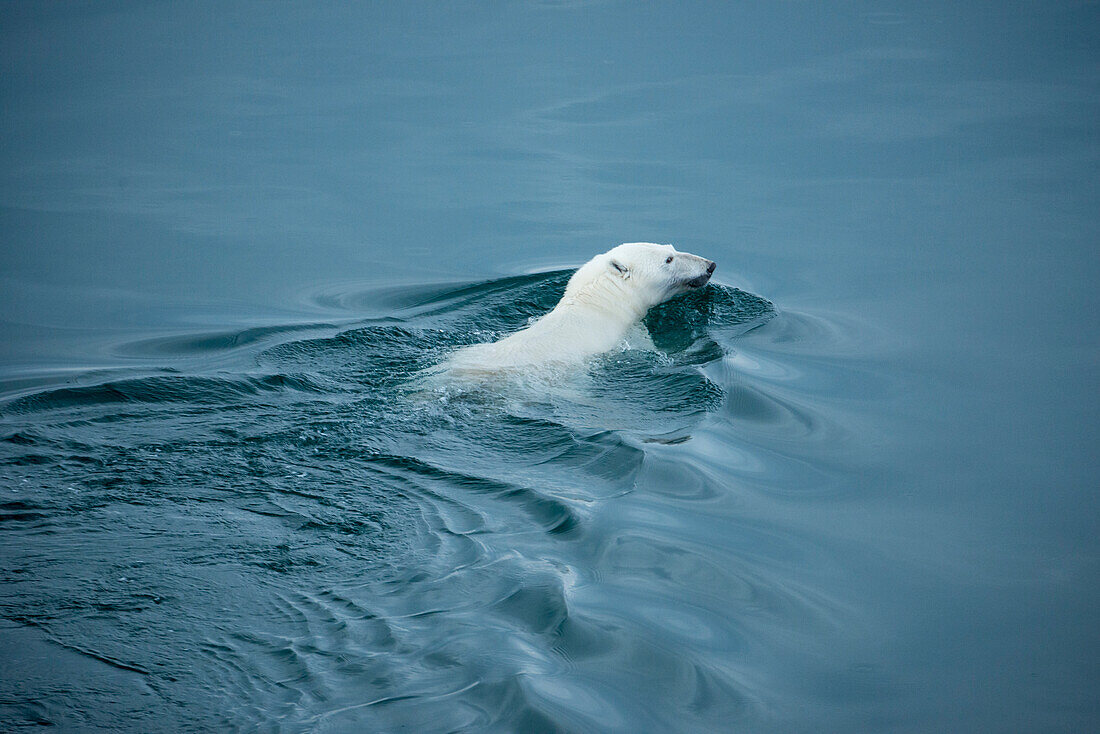 Weiblicher Eisbär (Ursus arctos) schwimmt im arktischen Ozean, Storfjord, Svalbard, Norwegen