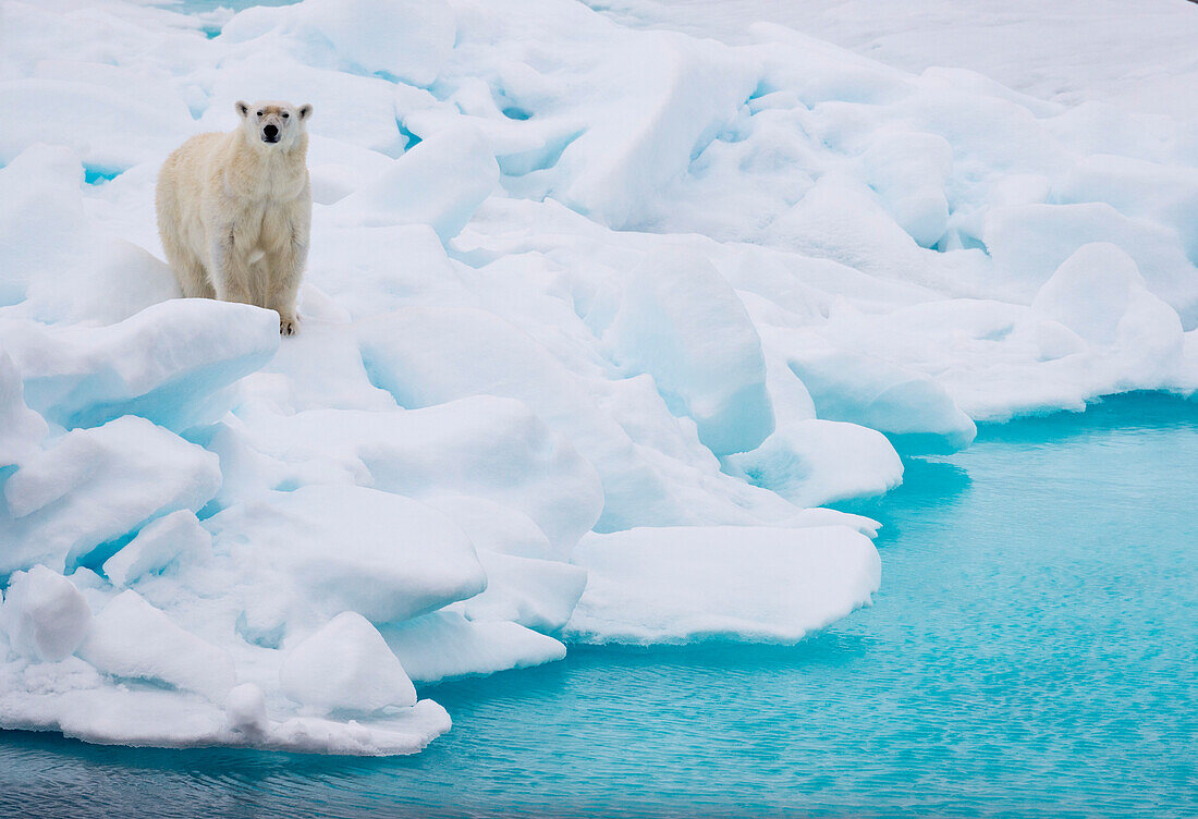 Alert Polar bear (Ursus maritimus) on an ice floe makes eye contact,Hinlopen Strait,Svalbard,Norway