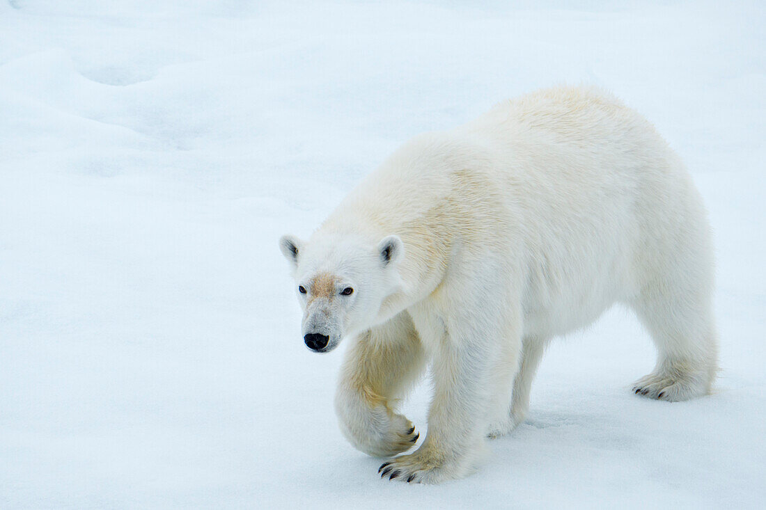 Eisbär (Ursus maritimus) geht auf Eis, Hinlopenstraße, Spitzbergen, Norwegen